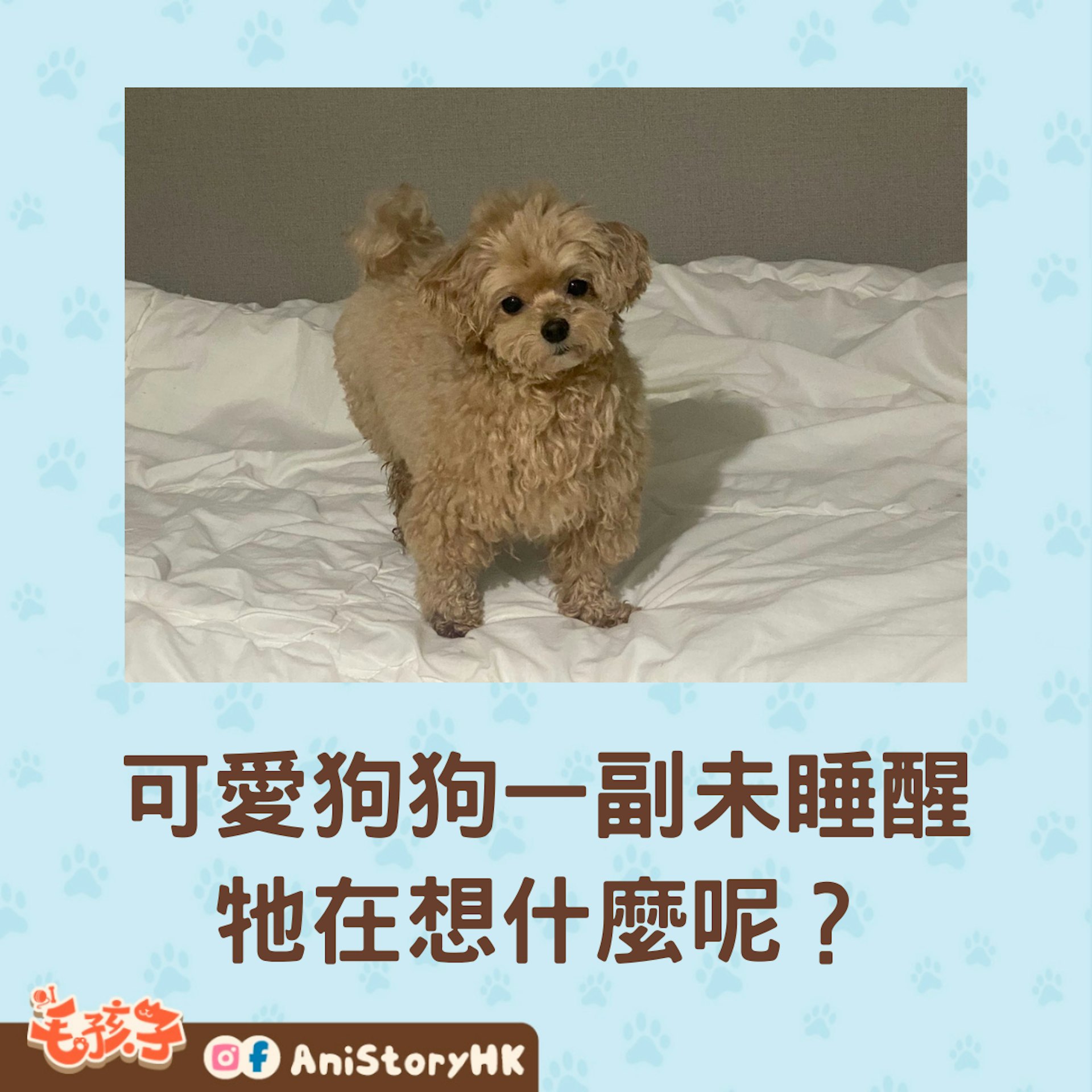 狗狗睡醒時臉部毛髮被壓到變形,把臉「睡歪」的模樣相當可愛。(x@tensai__dog) 狗狗睡醒時臉部毛髮被壓到變形,把臉「睡歪」的模樣相當可愛。(x@tensai__dog)