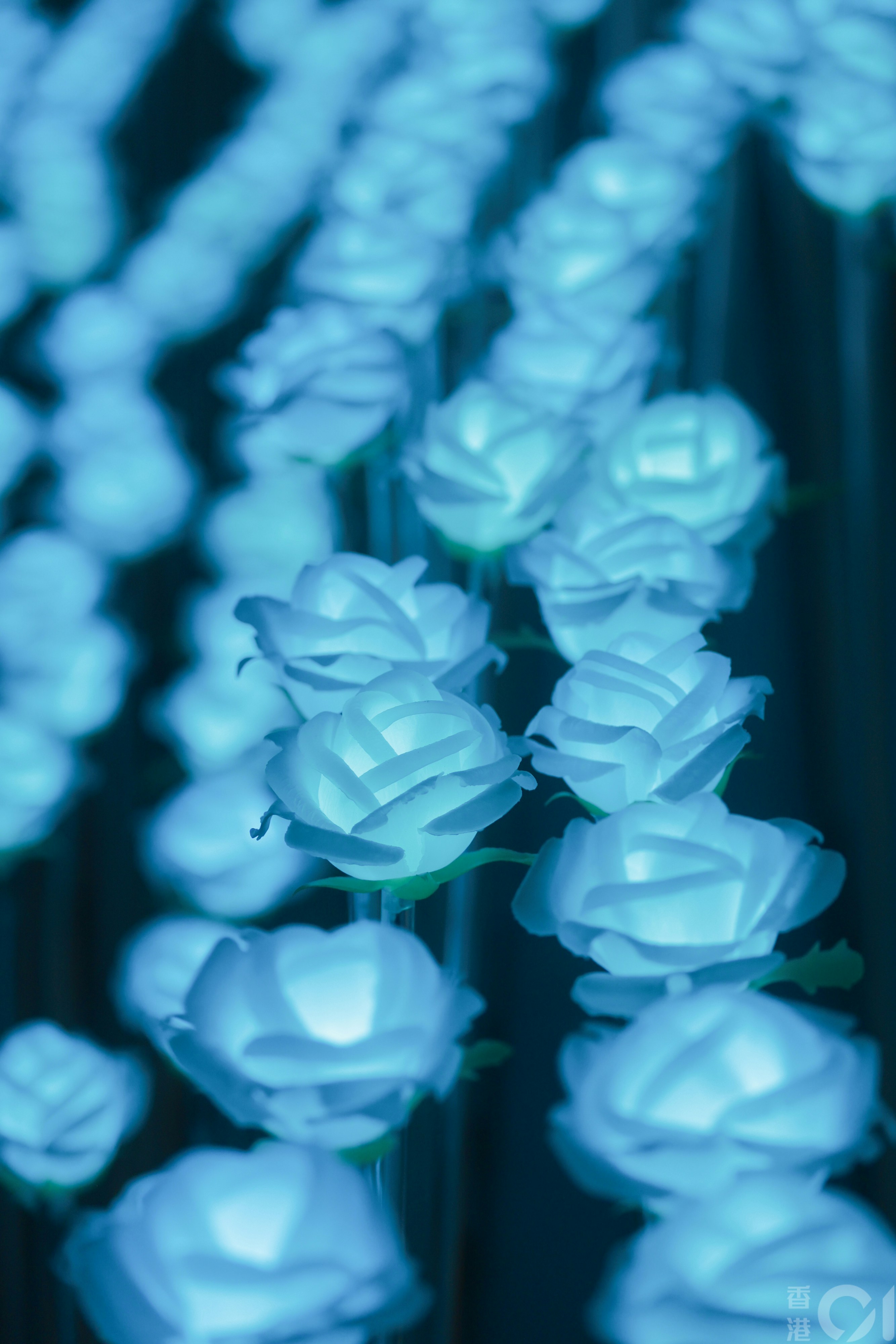 东九文化中心LED白玫瑰花海3月20日曝光被指似灵堂，晚上7时许进行试灯，可见变成一片蓝花海，未知会否有其他颜色。（罗国辉摄）