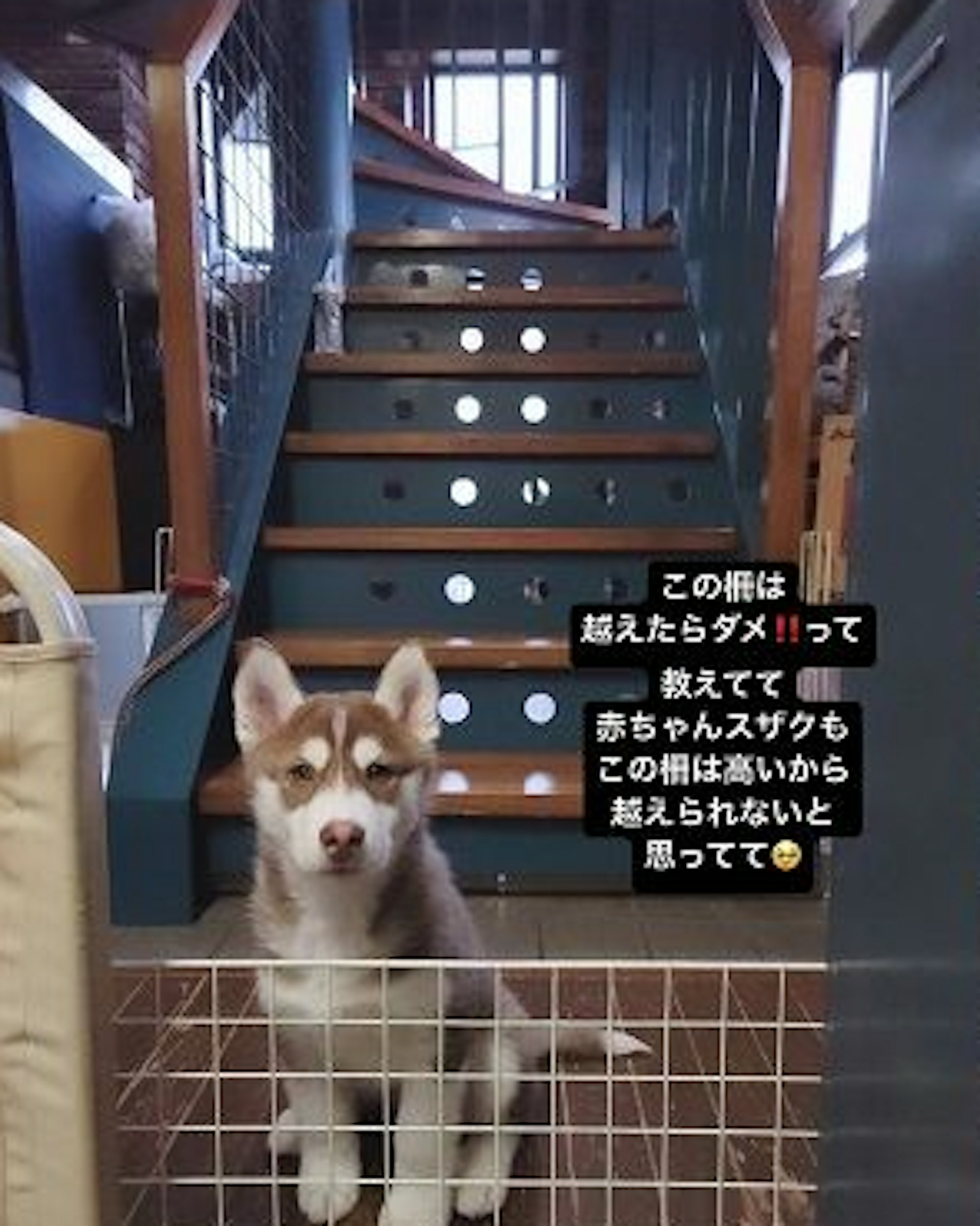 日本網民分享家中狗狗,由於小時候被嚴格教導不可以跨越家中的狗狗柵欄,於是就算如今長大了,身形早就比柵欄高至少三倍,但牠就是不敢跨過柵欄。 (x@KeikoMama0209) 日本網民分享家中狗狗,由於小時候被嚴格教導不可以跨越家中的狗狗柵欄,於是就算如今長大了,身形早就比柵欄高至少三倍,但牠就是不敢跨過柵欄。 (x@KeikoMama0209)
