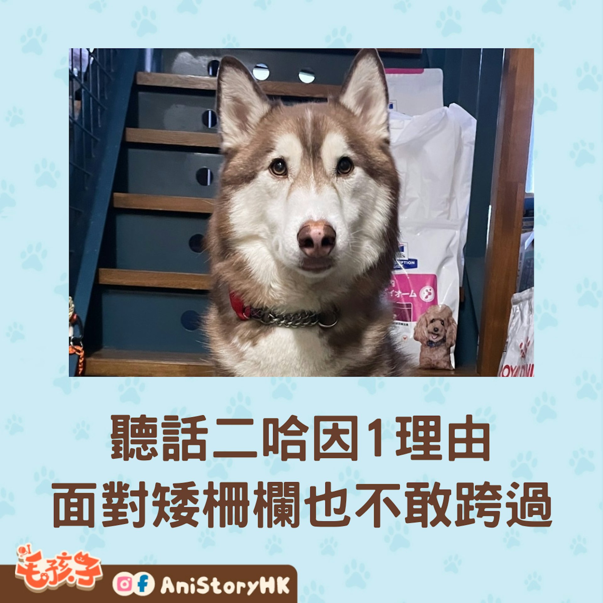 日本網民分享家中狗狗,由於小時候被嚴格教導不可以跨越家中的狗狗柵欄,於是就算如今長大了,身形早就比柵欄高至少三倍,但牠就是不敢跨過柵欄。 (x@KeikoMama0209) 日本網民分享家中狗狗,由於小時候被嚴格教導不可以跨越家中的狗狗柵欄,於是就算如今長大了,身形早就比柵欄高至少三倍,但牠就是不敢跨過柵欄。 (x@KeikoMama0209)