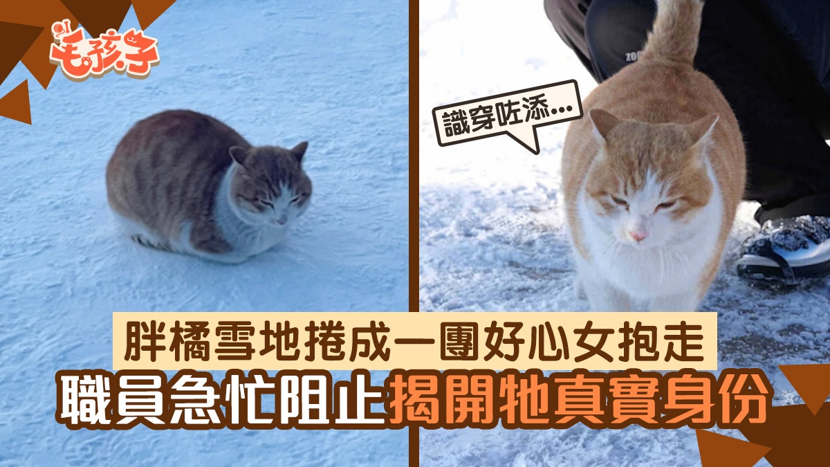 動物園看到橘貓蜷縮雪地 心疼想抱走卻遭工作人員急阻:牠是同事 動物園看到橘貓蜷縮雪地 心疼想抱走卻遭工作人員急阻:牠是同事