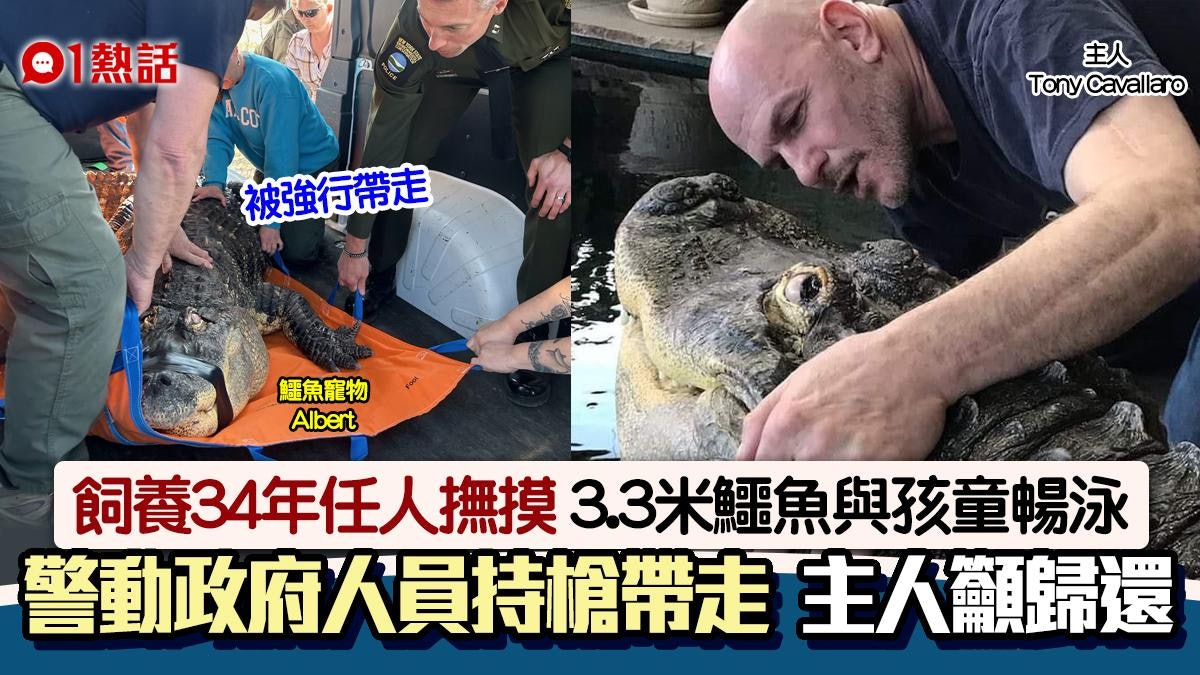 養足34年!巨鱷與童暢泳 遭人員持槍帶走 主人呻:從未發生意外 養足34年!巨鱷與童暢泳 遭人員持槍帶走 主人呻:從未發生意外