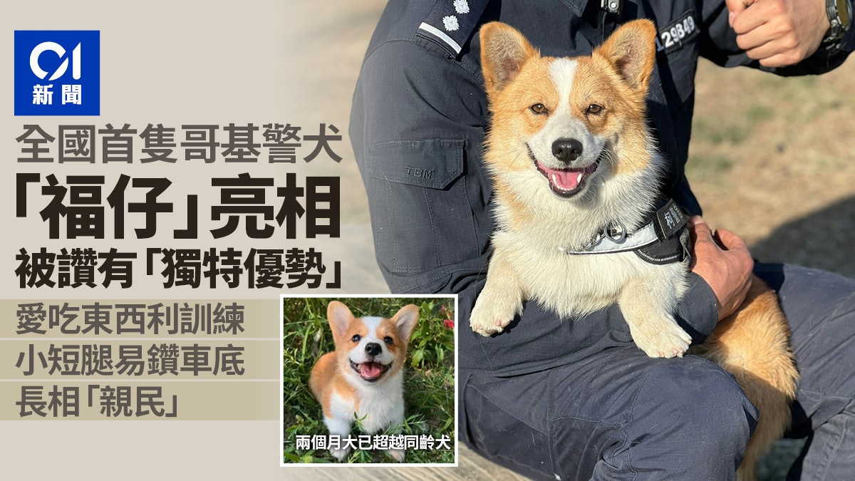 全國首隻哥基警犬亮相爆紅 身型嬌小腳短短成特別優勢? 全國首隻哥基警犬亮相爆紅 身型嬌小腳短短成特別優勢?