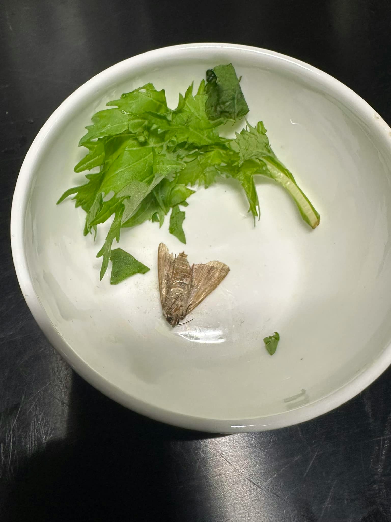 有乘客網上發文投訴，坐國泰返港時，家人進食沙律竟見到一隻完整的大飛蛾屍體。（網上圖片）