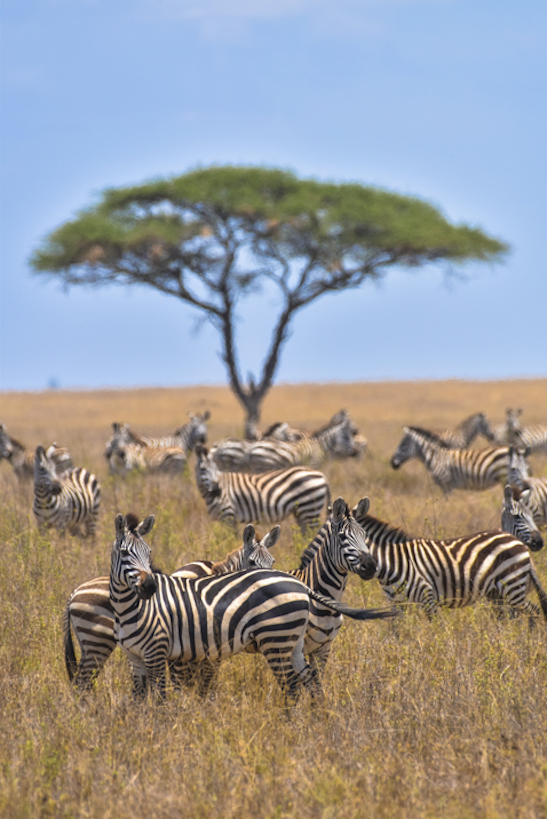 每年的動物大遷徙也會有數百萬隻動物在草原上奔跑,畫面非常震撼壯觀。(縱橫遊WWPKG提供) 每年的動物大遷徙也會有數百萬隻動物在草原上奔跑,畫面非常震撼壯觀。(縱橫遊WWPKG提供)