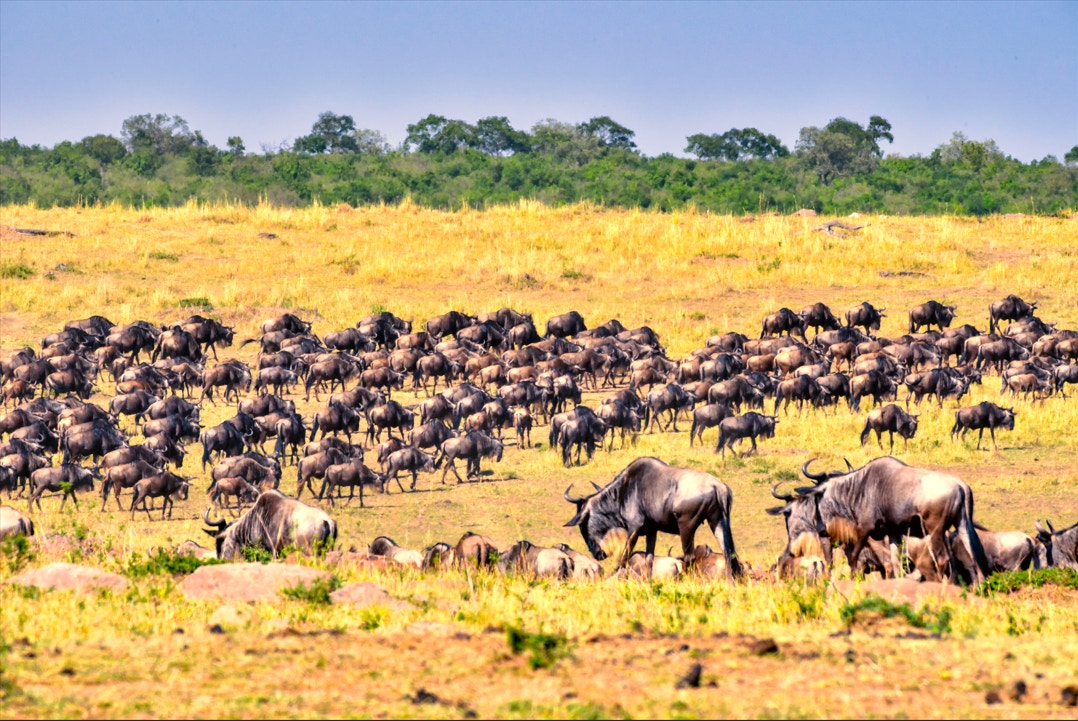每年的動物大遷徙也會有數百萬隻動物在草原上奔跑，畫面非常震撼壯觀。（縱橫遊WWPKG提供）