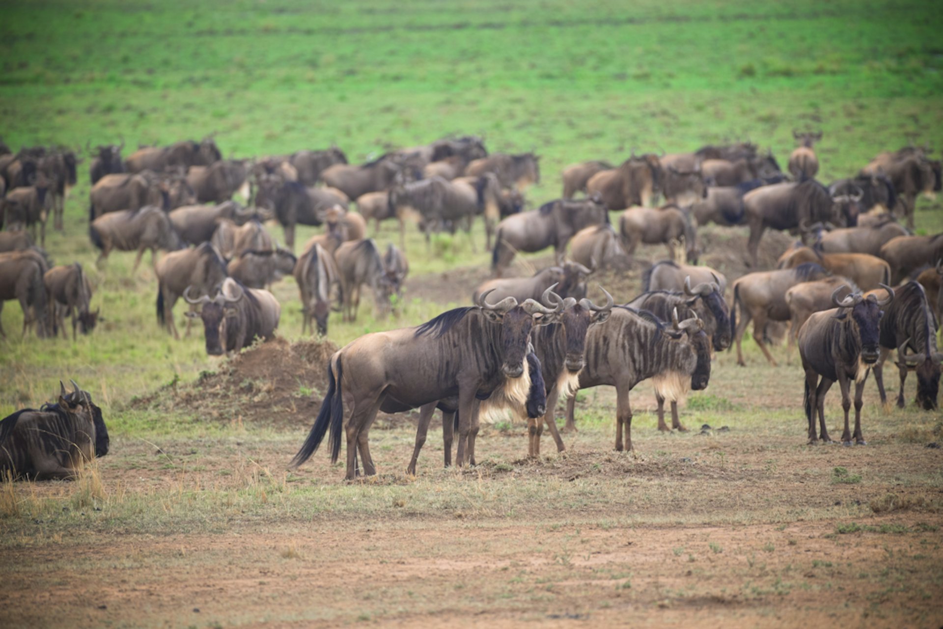 每年的動物大遷徙也會有數百萬隻動物在草原上奔跑,畫面非常震撼壯觀。(縱橫遊WWPKG提供) 每年的動物大遷徙也會有數百萬隻動物在草原上奔跑,畫面非常震撼壯觀。(縱橫遊WWPKG提供)