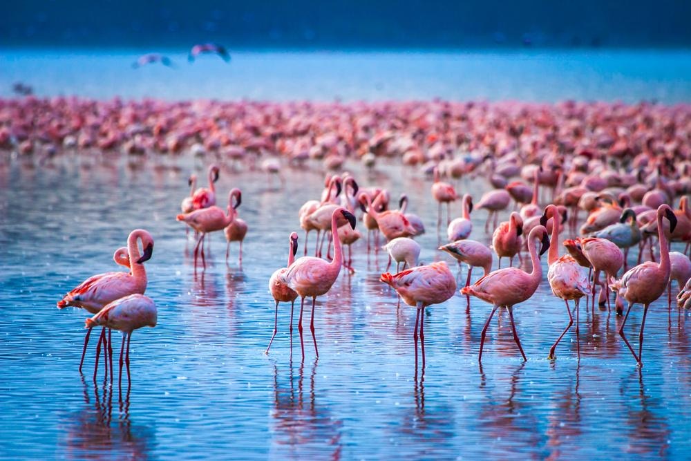 納庫魯湖又名紅鶴湖，是位於東非大地塹內的鹹水湖，紅鶴以湖水內的藻類及浮遊生物維生（縱橫遊WWPKG提供）