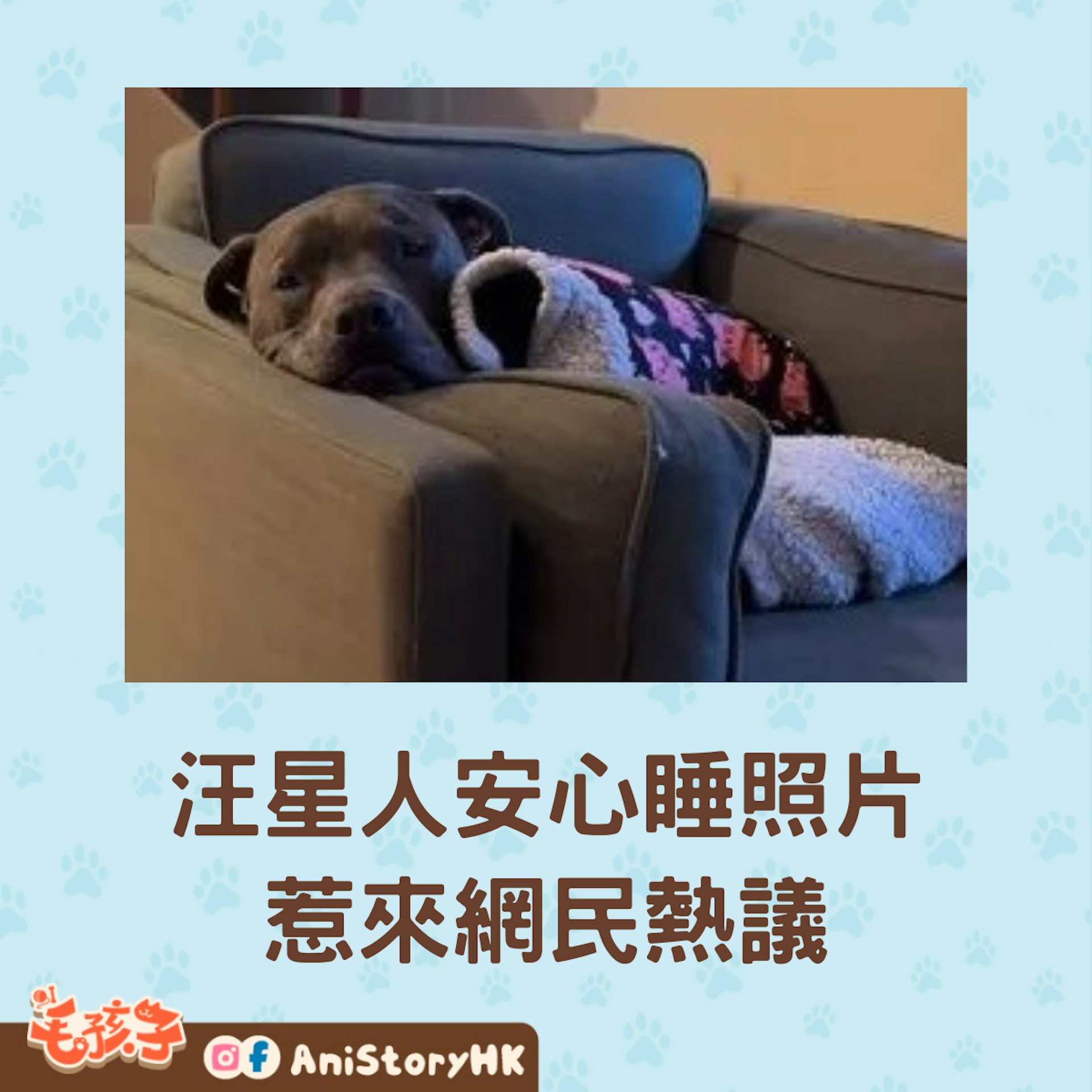 狗狗一臉睡眼惺忪的躺在沙發上休息,舒服的室溫與毛毯讓牠昏昏欲睡。(instagram@big.head.boys) 狗狗一臉睡眼惺忪的躺在沙發上休息,舒服的室溫與毛毯讓牠昏昏欲睡。(instagram@big.head.boys)