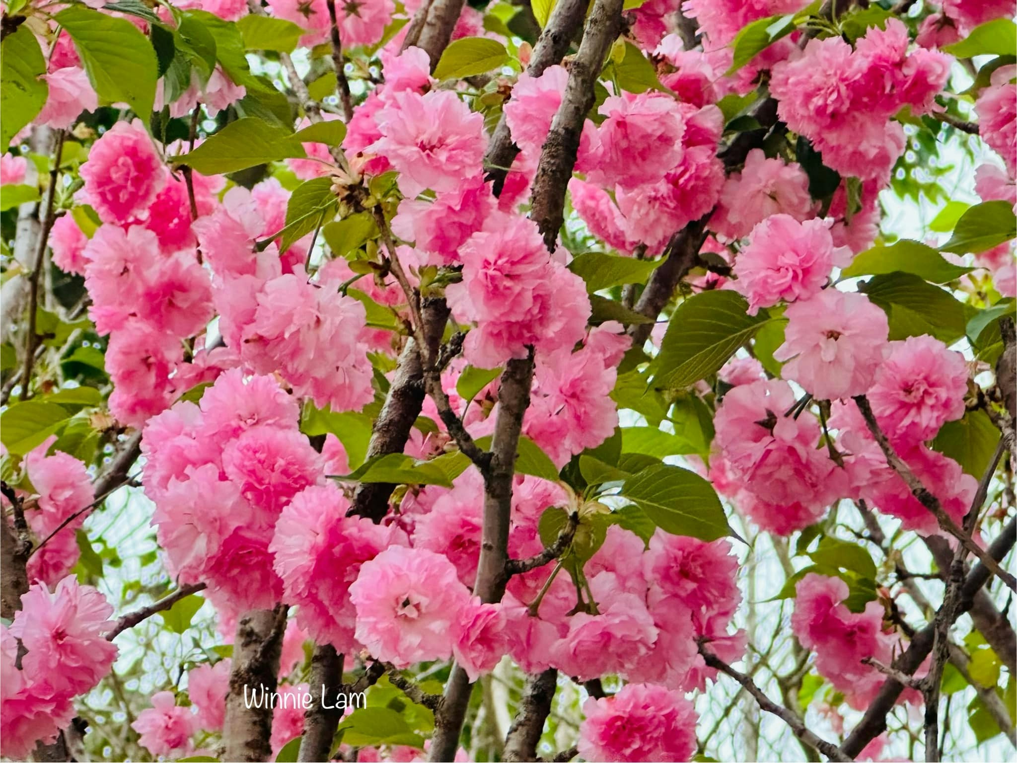 香港樱花｜将军澳单车馆公园3月27日所见，6棵八重樱花盛开，不用去日韩也可追樱。（读者Ｗinnie Lam提供图片）