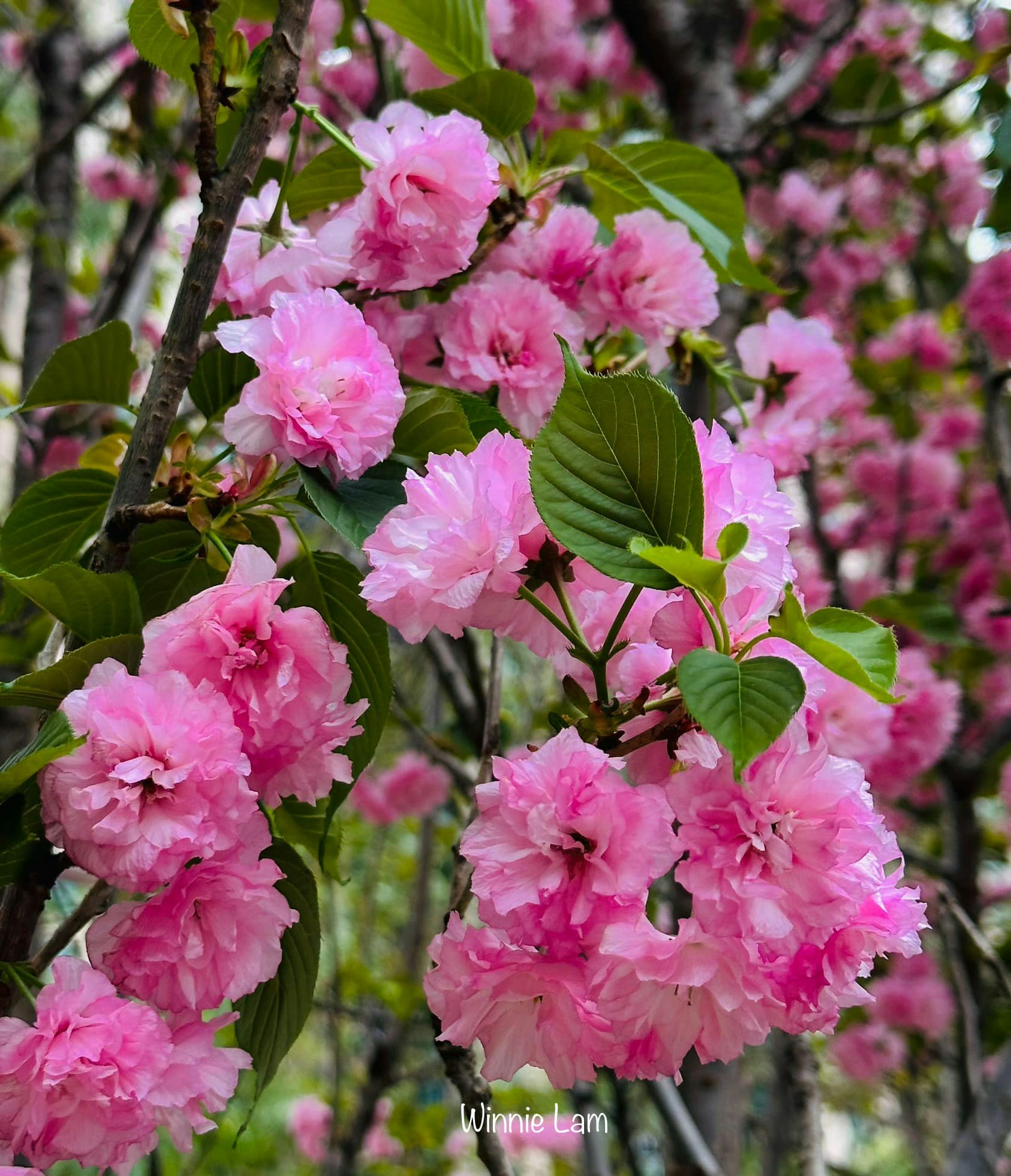 香港樱花｜将军澳单车馆公园3月27日所见，6棵八重樱花盛开，不用去日韩也可追樱。（读者Ｗinnie Lam提供图片）