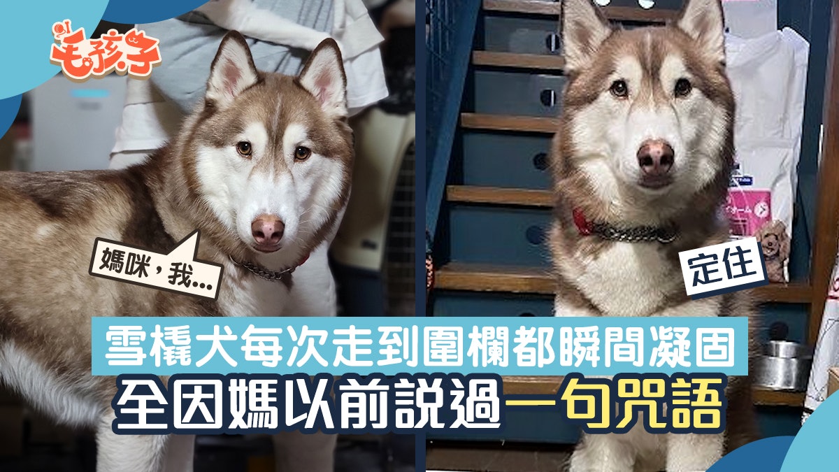 小時候被教不能跨過去 高個子雪橇犬守在矮柵欄前等待:幫我開門 小時候被教不能跨過去 高個子雪橇犬守在矮柵欄前等待:幫我開門