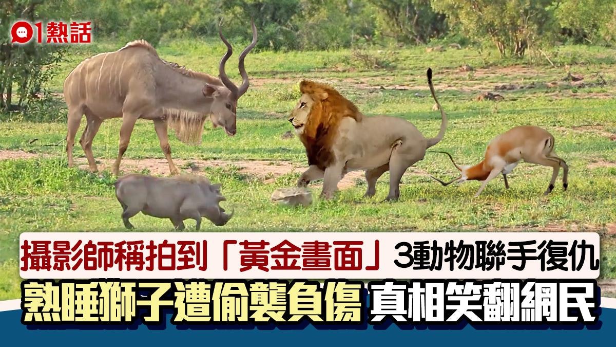 3隻草食動物組成「復仇者聯盟」 偷襲圍攻熟睡獅子 真相原來是… 3隻草食動物組成「復仇者聯盟」 偷襲圍攻熟睡獅子 真相原來是…
