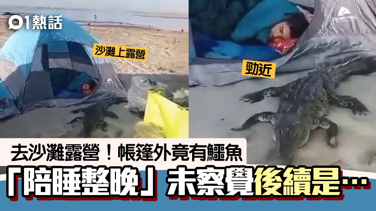 沙灘露營有鱷魚「陪睡」 遊客瞓足全晚未察覺 1點更恐怖後續是… 沙灘露營有鱷魚「陪睡」 遊客瞓足全晚未察覺 1點更恐怖後續是…
