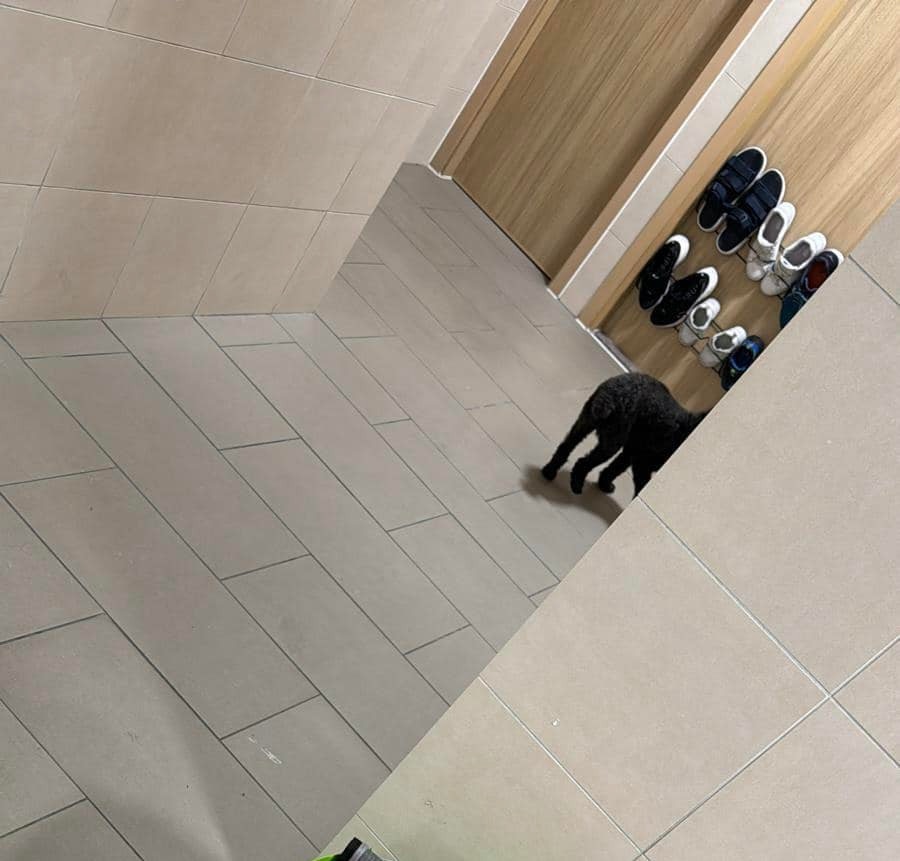 狗狗被遗留在走廊。（互联网）