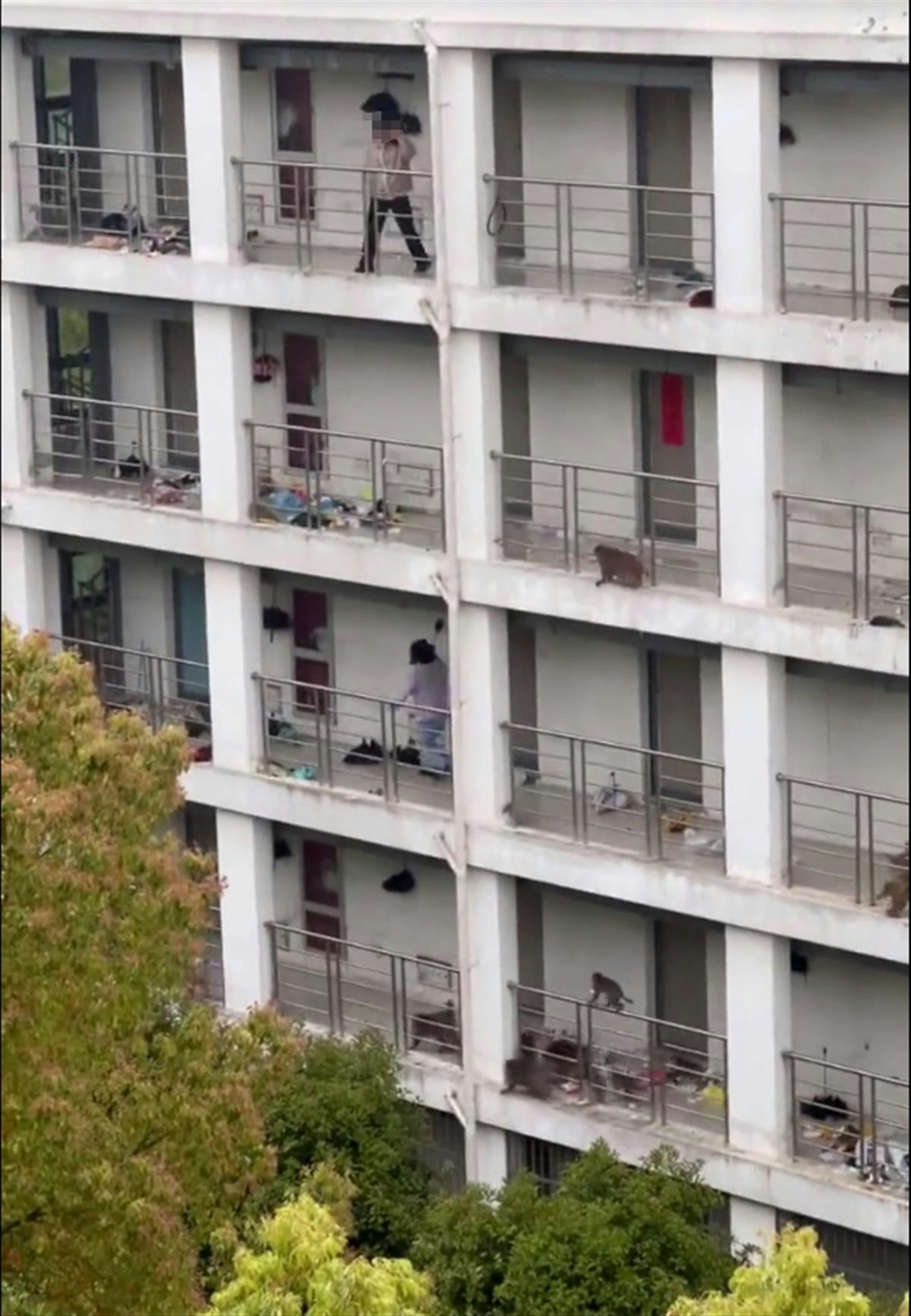 江蘇有一群野猴下山,闖入蘇州科技大學石湖校區的女生宿舍。(微博) 江蘇有一群野猴下山,闖入蘇州科技大學石湖校區的女生宿舍。(微博)