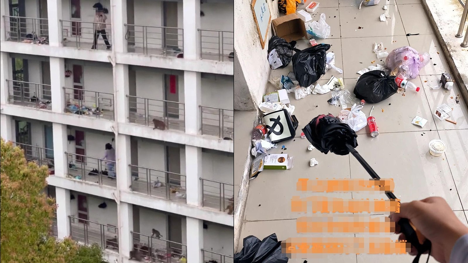 野猴成群下山闖女生宿舍 蘇州科技大學:無人受傷,可能是餓了 野猴成群下山闖女生宿舍 蘇州科技大學:無人受傷,可能是餓了