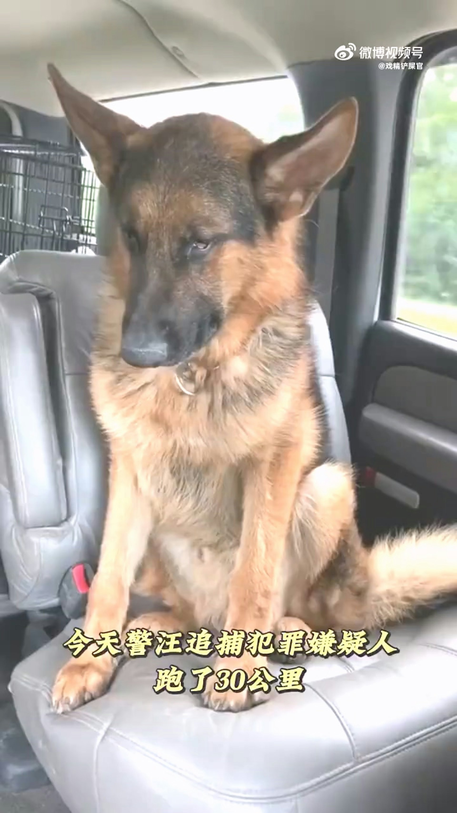 警犬出任務追捕嫌犯跑了30公里,回程在車上累到狂打瞌睡。(微博) 警犬出任務追捕嫌犯跑了30公里,回程在車上累到狂打瞌睡。(微博)