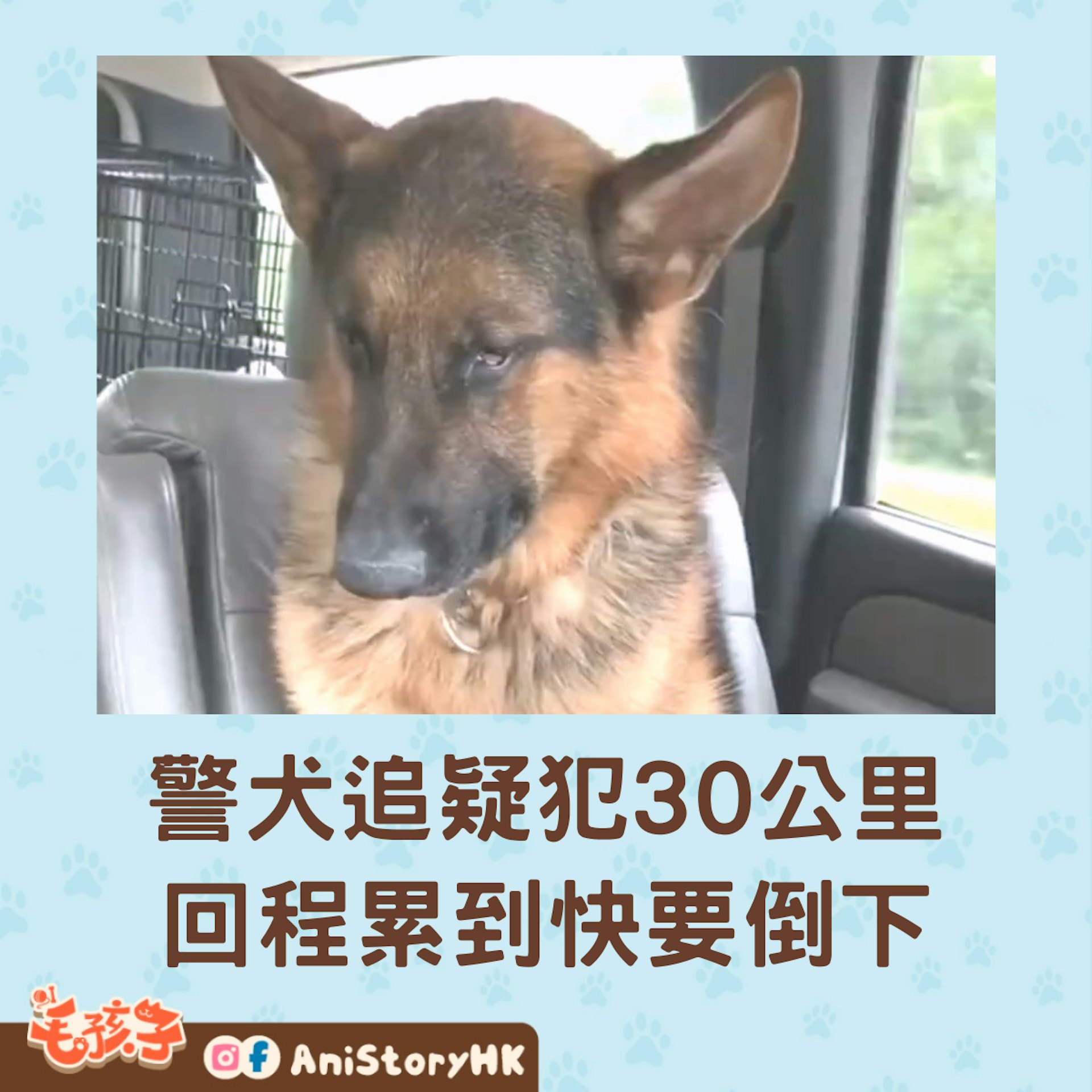 警犬出任務追捕嫌犯跑了30公里,回程在車上累到狂打瞌睡。(微博) 警犬出任務追捕嫌犯跑了30公里,回程在車上累到狂打瞌睡。(微博)