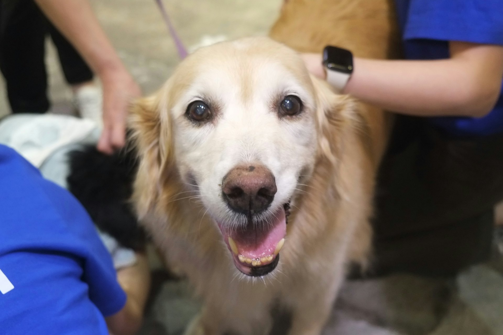 入選的狗隻將接受由美國認證動物輔助治療專家，及香港大學的動物輔助治療研究專家黃蔚澄組成的專業團隊，所提供的訓練和督導。（晉智慈善基金提供圖片）
