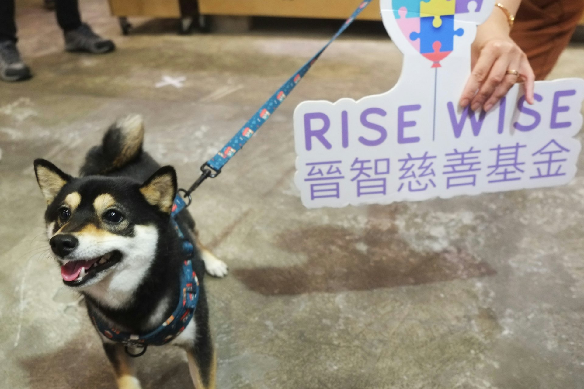 入選的狗隻將接受由美國認證動物輔助治療專家，及香港大學的動物輔助治療研究專家黃蔚澄組成的專業團隊，所提供的訓練和督導。（晉智慈善基金提供圖片）