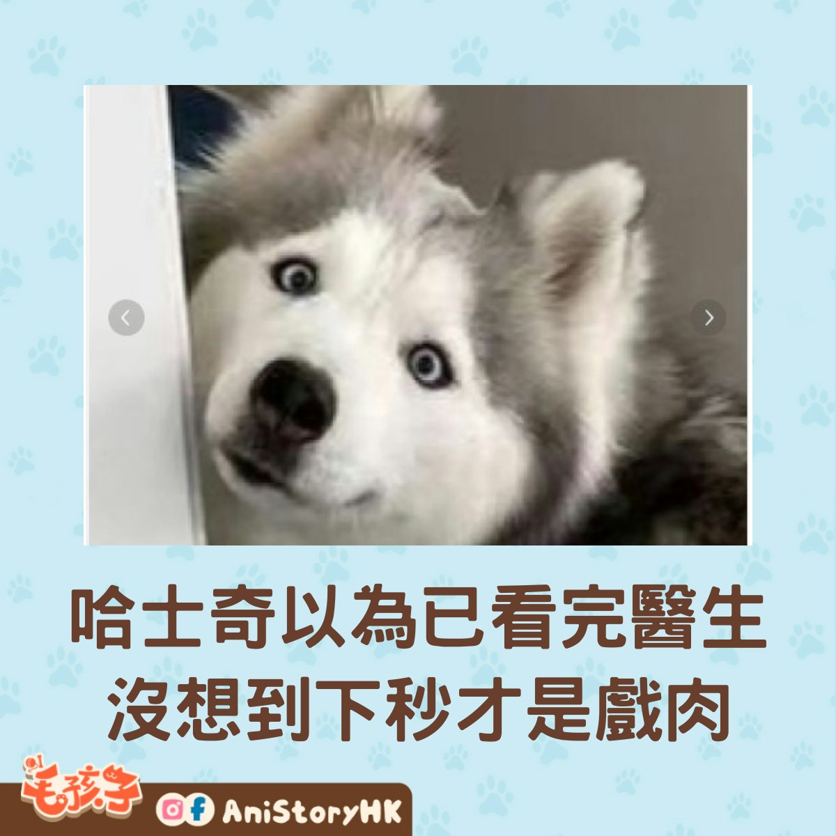 哈士奇被帶去看獸醫，笨笨地以為醫生走了，放鬆下來對著飼主傻笑。（小紅書）