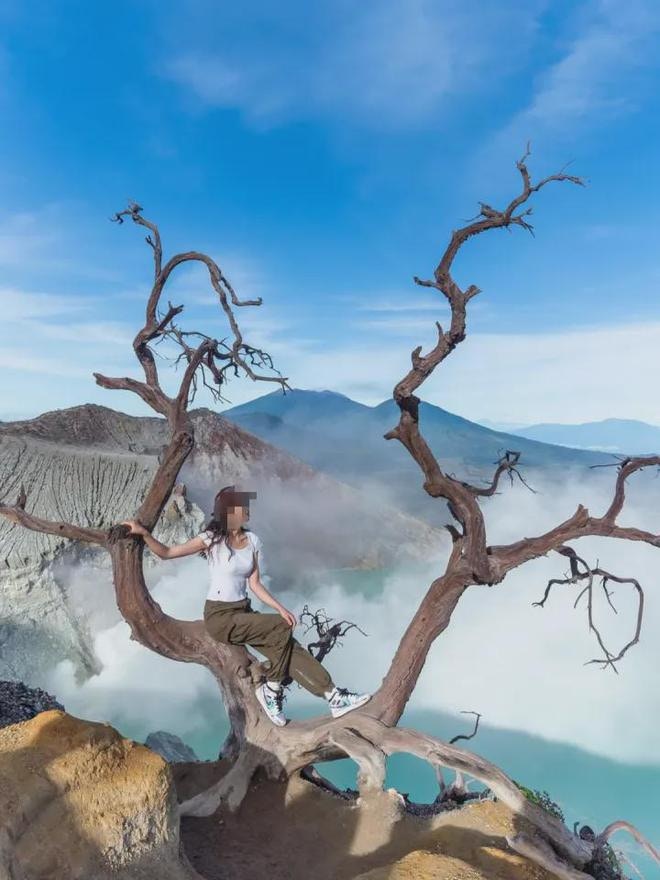 在社交平台上，有很多人会背靠伊真火山的网红树拍照。（网络图片）