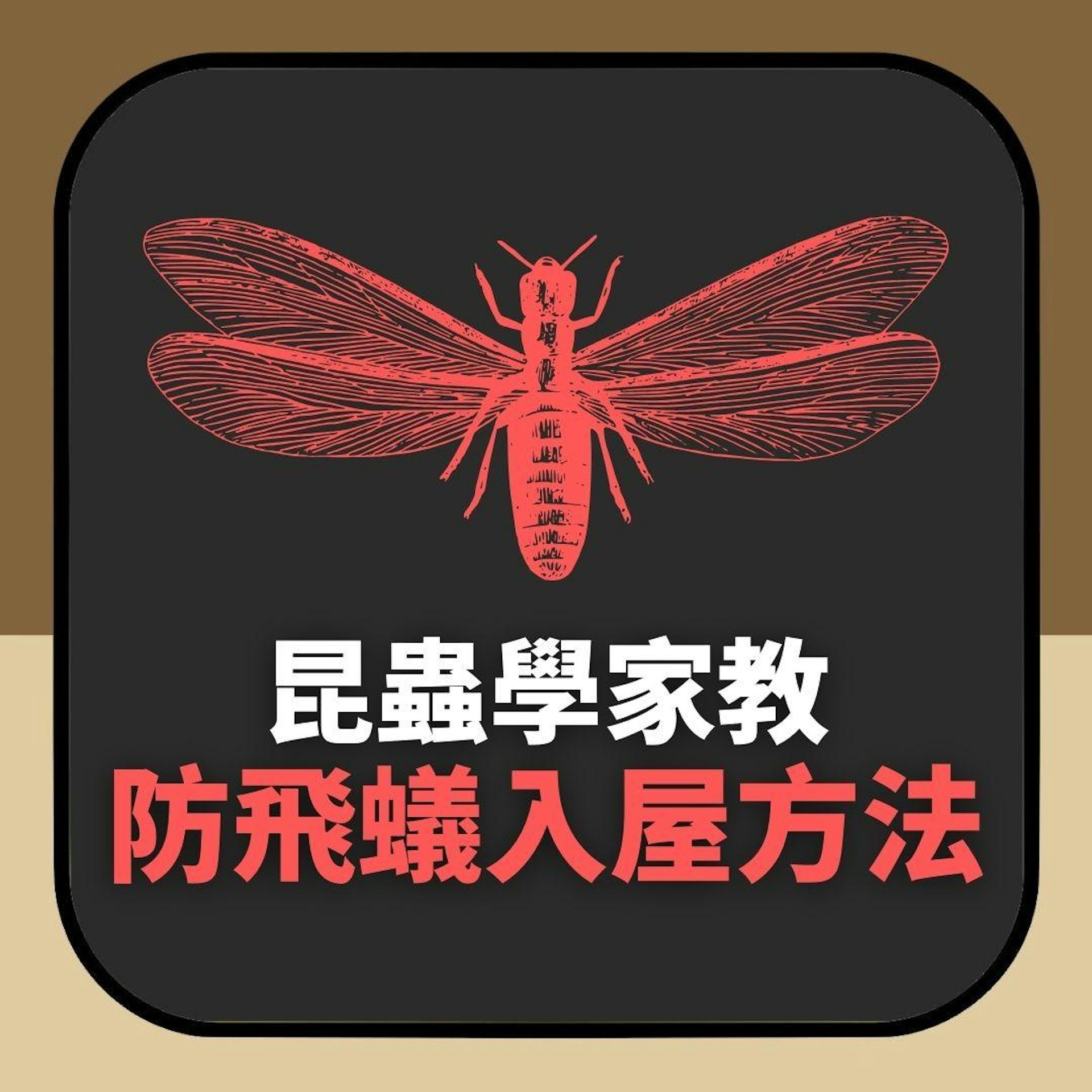 飛蟻|一公一母成功入屋已能變上萬白蟻 昆蟲學家教防止入屋方法(01製圖) 飛蟻|一公一母成功入屋已能變上萬白蟻 昆蟲學家教防止入屋方法(01製圖)