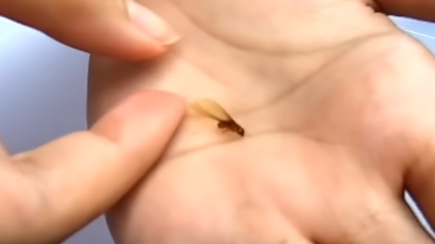 飛蟻|一公一母成功入屋已能變上萬白蟻 昆蟲學家教防止入侵方法 飛蟻|一公一母成功入屋已能變上萬白蟻 昆蟲學家教防止入侵方法