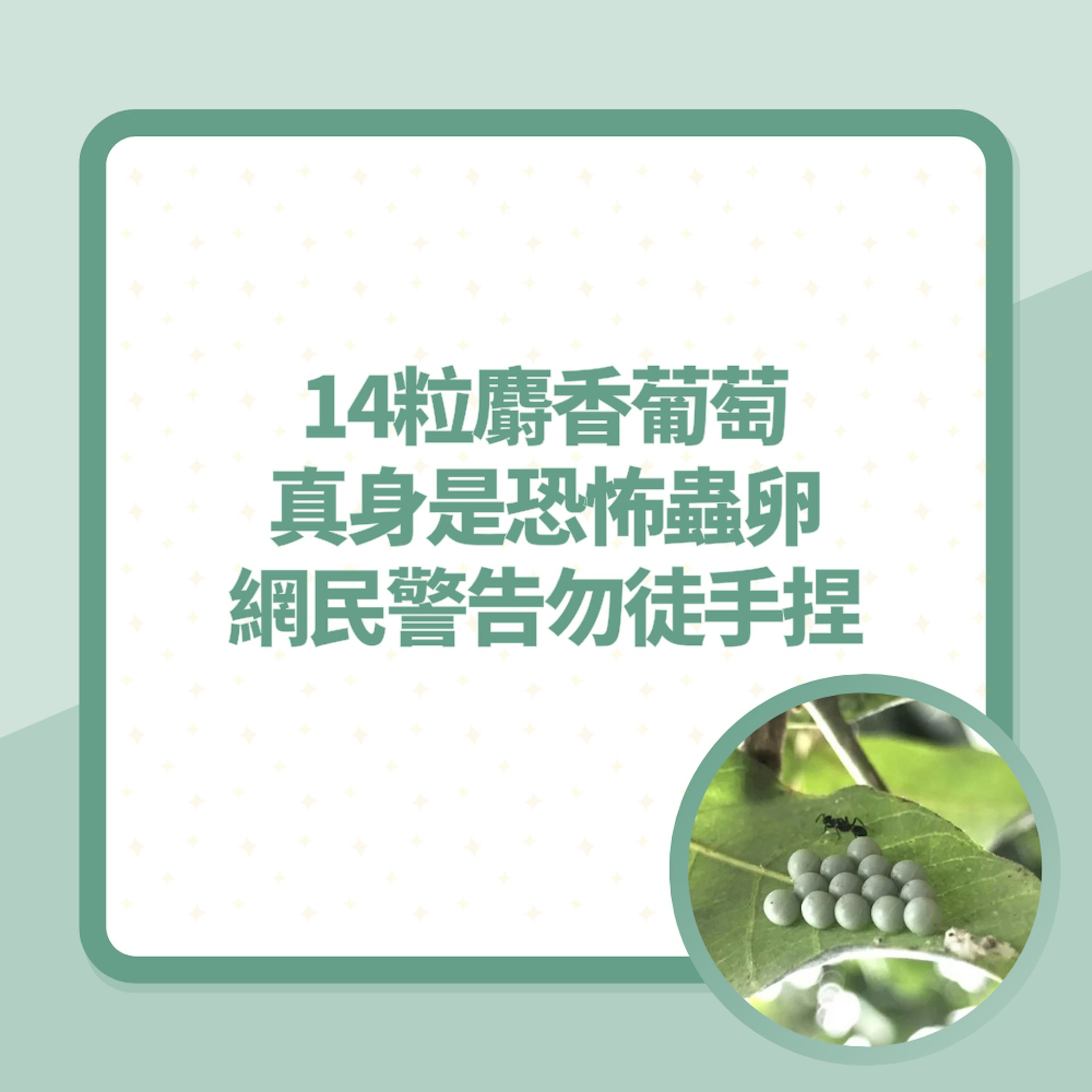 14粒麝香葡萄真身是恐怖蟲卵 網民警告勿徒手捏:噴出腐蝕性液體(01製圖/聯合報授權使用) 14粒麝香葡萄真身是恐怖蟲卵 網民警告勿徒手捏:噴出腐蝕性液體(01製圖/聯合報授權使用)