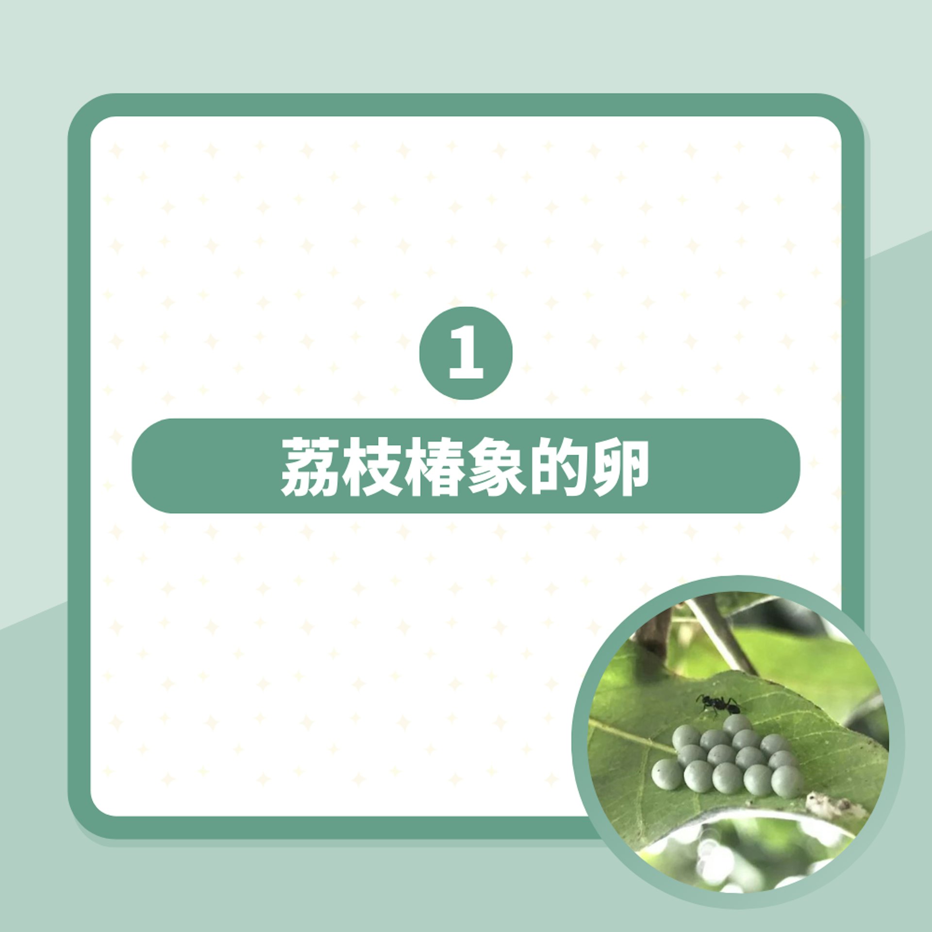 14粒麝香葡萄真身是恐怖蟲卵 網民警告勿徒手捏:噴出腐蝕性液體(01製圖/聯合報授權使用) 14粒麝香葡萄真身是恐怖蟲卵 網民警告勿徒手捏:噴出腐蝕性液體(01製圖/聯合報授權使用)