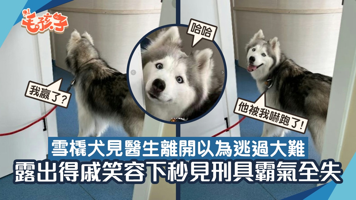 哈士奇以為已完成診治　回首向主安心燦笑　下秒再次被壓上刑台