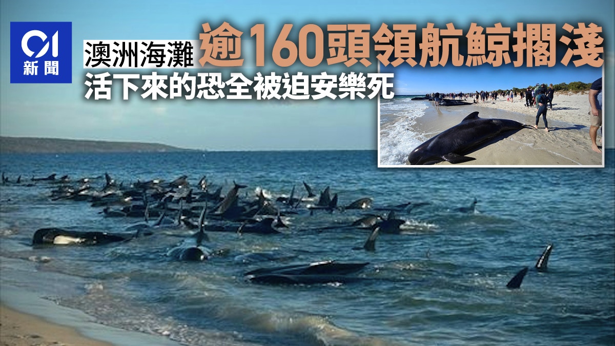 澳洲海灘多達160頭領航鯨大規模擱淺26頭死亡其餘或被迫安樂死