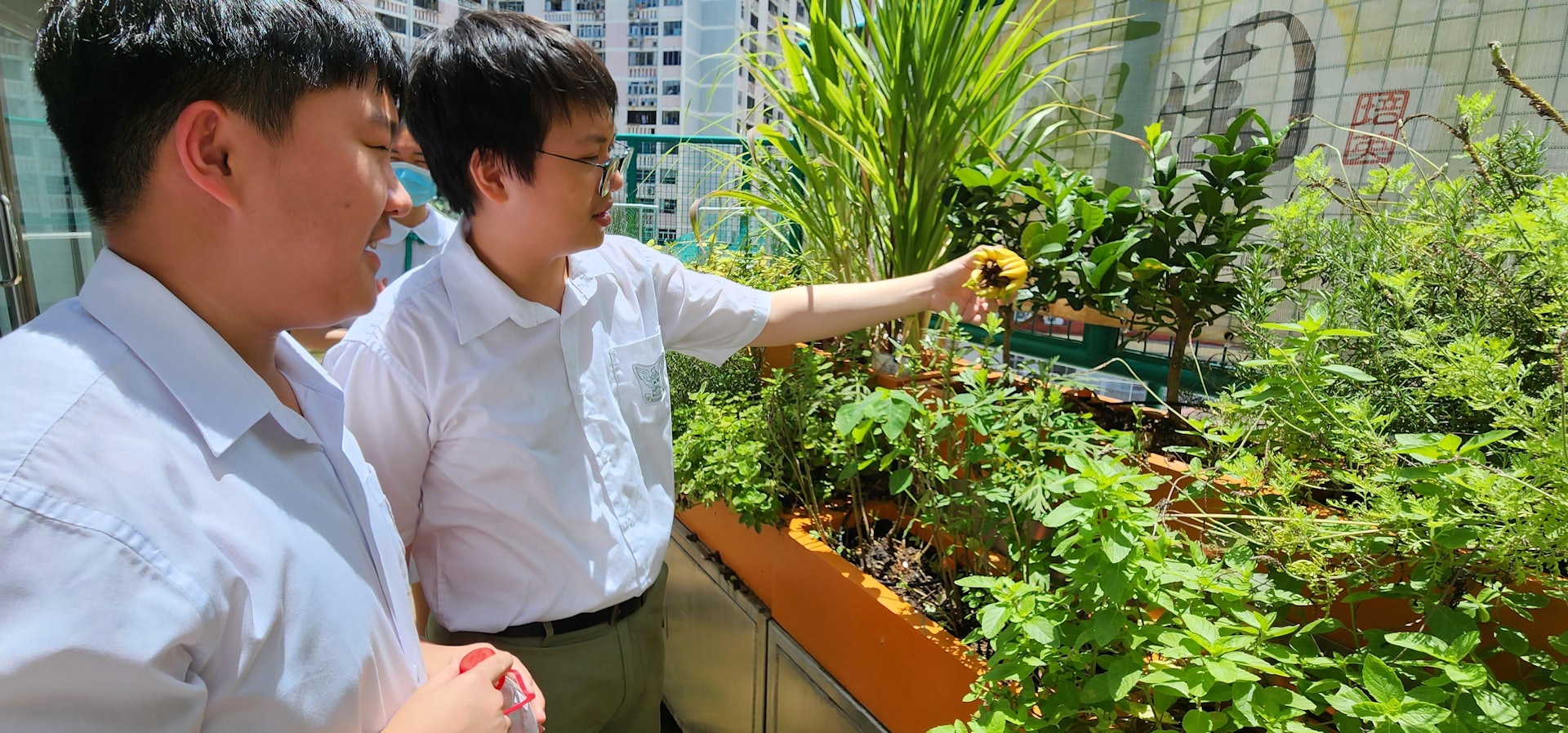 培英中學陳俊賢校長表示,現時校內的中藥園由校內師生負責打理。(培英中學提供) 培英中學陳俊賢校長表示,現時校內的中藥園由校內師生負責打理。(培英中學提供)