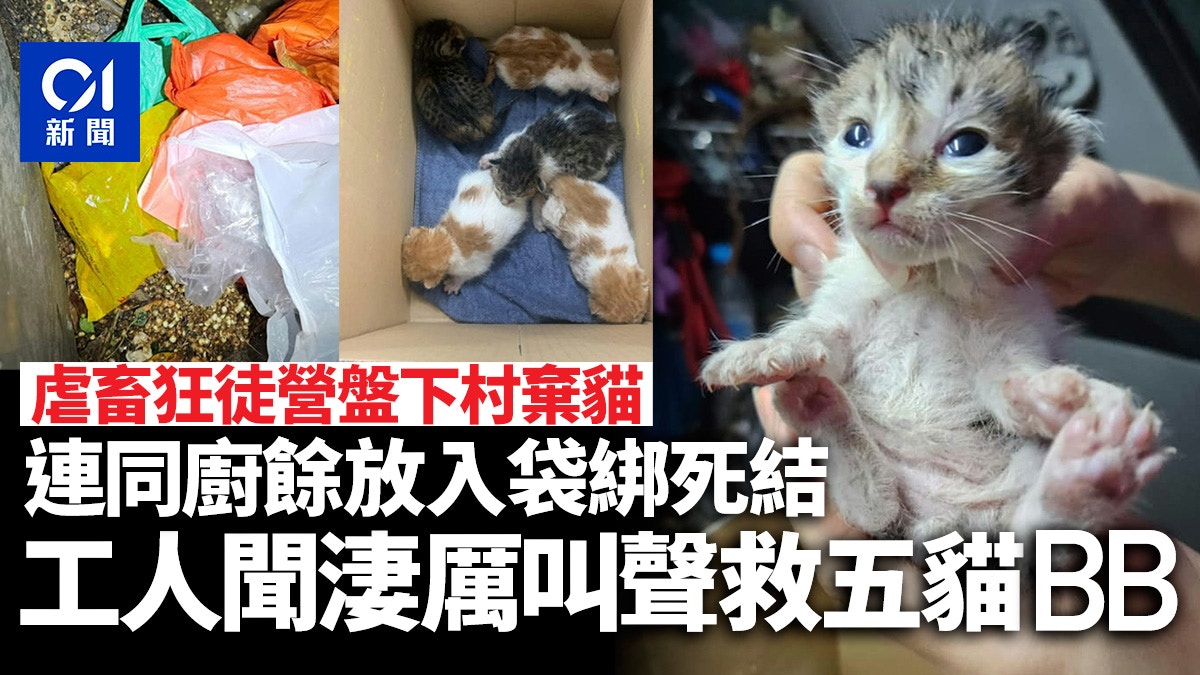 狂徒營盤下村棄貓5貓嬰連同廚餘放袋綁死結傳出淒厲叫聲獲救 - 香港01