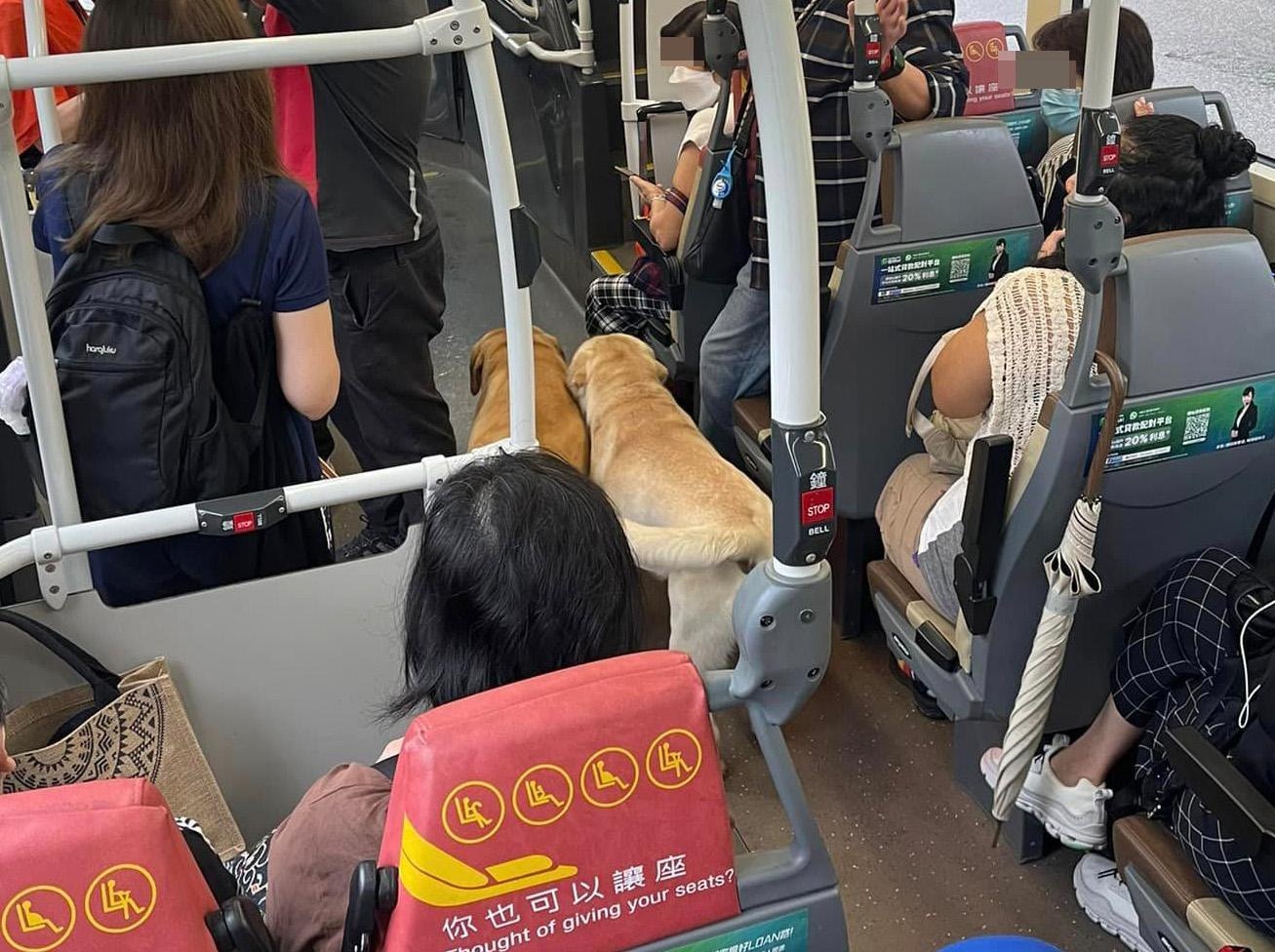 相片见到，两只狗狗自行登上巴士，未有主人陪同，后来更被车长赶下巴士。（Facebook群组「真.屯门友」）