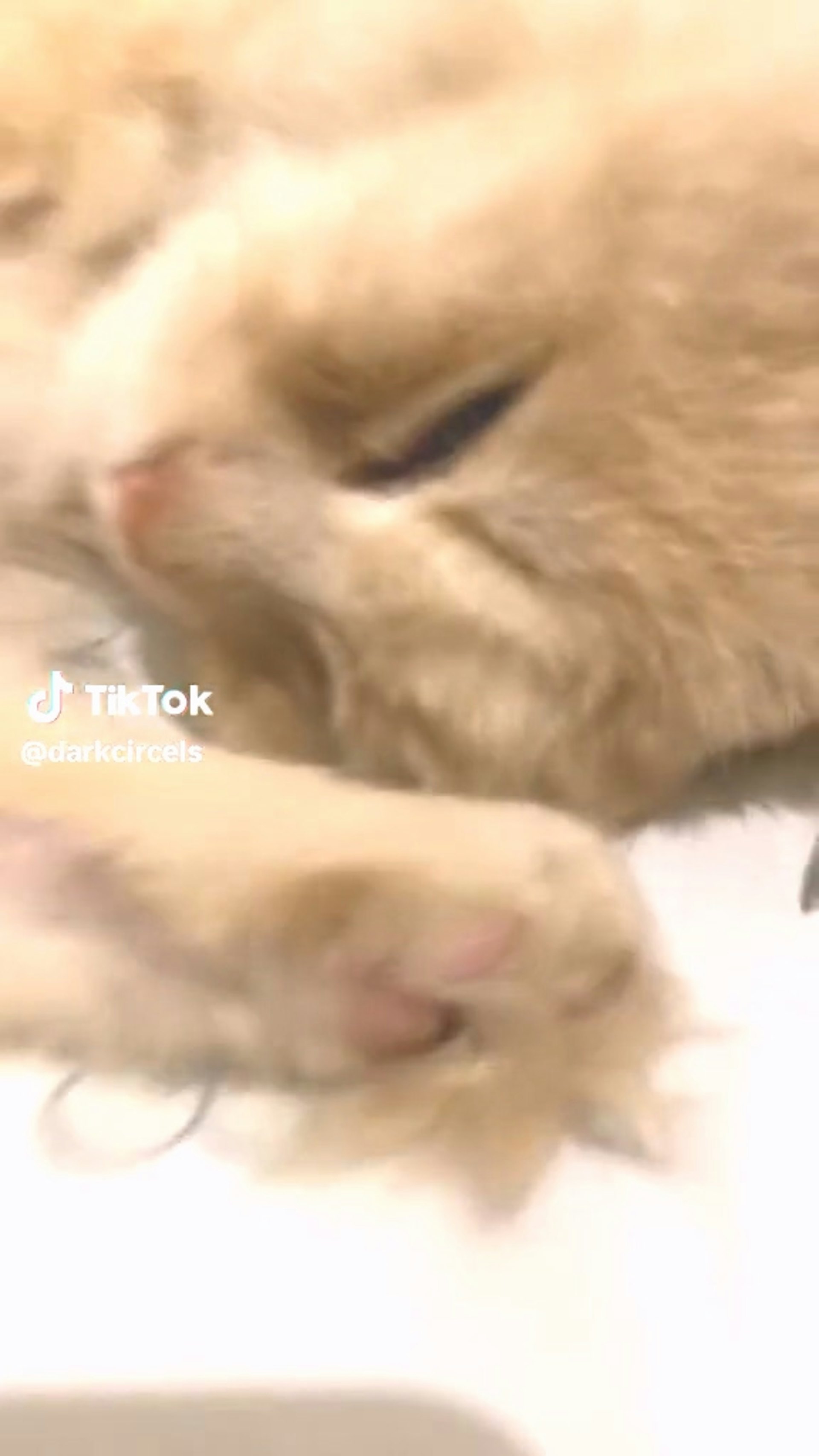 貓咪朵藏神秘文字,網民爆笑猜測牠曾是黑幫老大!(tiktok@darkcircels) 貓咪朵藏神秘文字,網民爆笑猜測牠曾是黑幫老大!(tiktok@darkcircels)