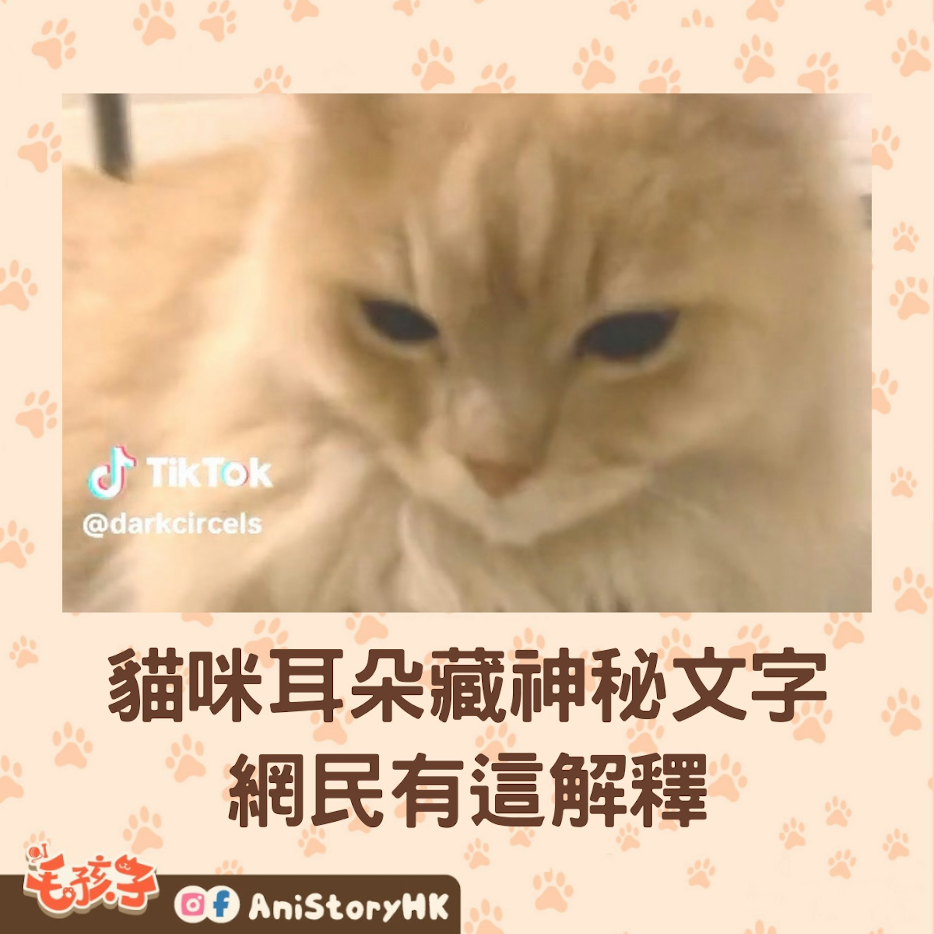 貓咪朵藏神秘文字,網民爆笑猜測牠曾是黑幫老大!(tiktok@darkcircels) 貓咪朵藏神秘文字,網民爆笑猜測牠曾是黑幫老大!(tiktok@darkcircels)