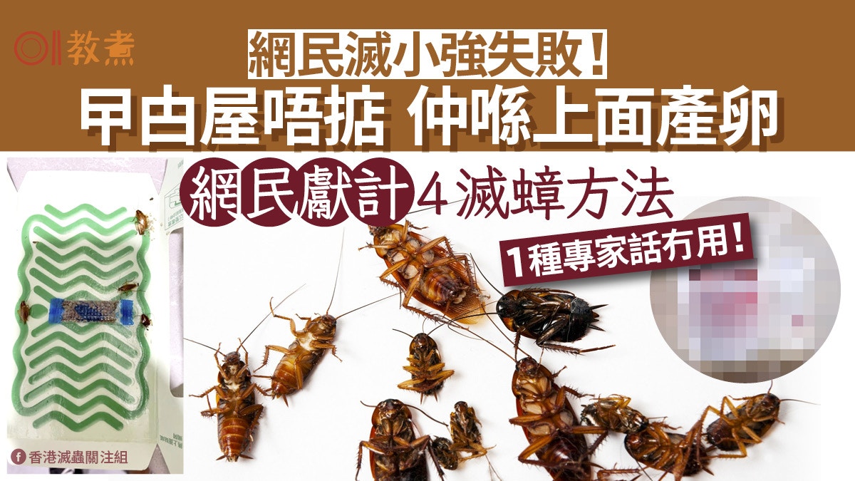 曱甴入屋｜曱甴屋無用仲產卵？網友推4蟑螂消滅產品1種專家話冇效