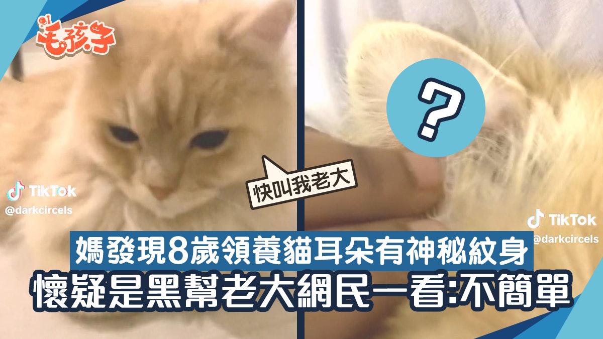 家中橘貓竟是黑幫老大?耳朵藏神秘刺青有這3個字 網民:不簡單 家中橘貓竟是黑幫老大?耳朵藏神秘刺青有這3個字 網民:不簡單