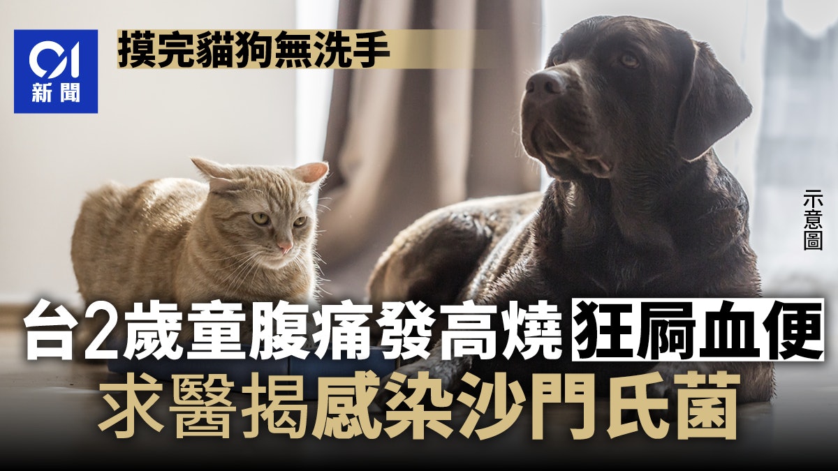 摸貓狗沒洗手感染沙門氏菌 台2歲童狂屙爛泥黑便高燒腹痛住院1周 摸貓狗沒洗手感染沙門氏菌 台2歲童狂屙爛泥黑便高燒腹痛住院1周