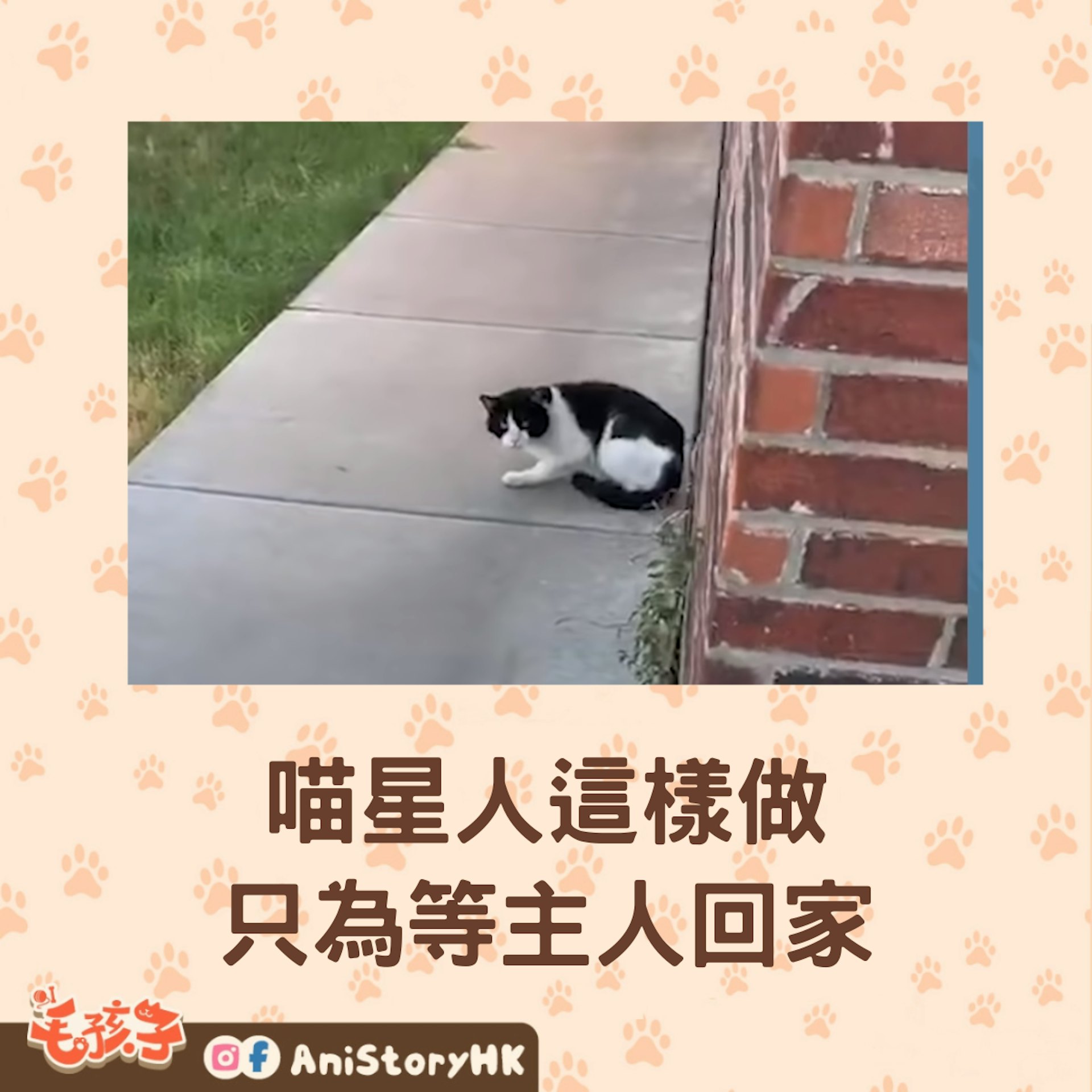 搬走後卻留下貓咪,鄰居不忍心決定接牠走。(the dodo) 搬走後卻留下貓咪,鄰居不忍心決定接牠走。(the dodo)