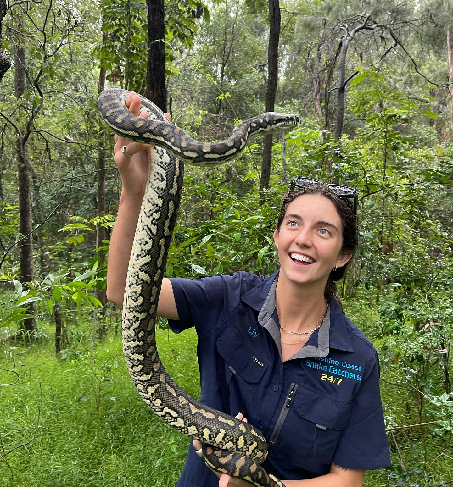 更多Sunshine Coast Snake Catchers分享的捕蛇日常（Facebook@Sunshine Coast Snake Catcher）