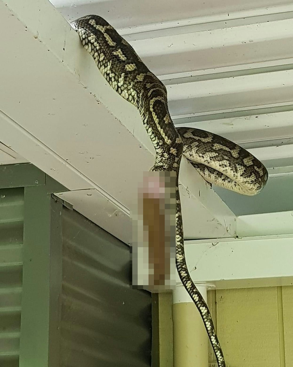 澳洲網紅捕蛇公司「Sunshine Coast Snake Catchers」在早前放出了一張粉絲拍到的驚悚畫面。一條地毯蟒，正在上廁所，而且拉得很大。（Facebook@Sunshine Coast Snake Catcher）