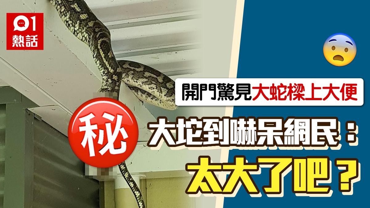 開門驚見「大蛇在樑上大便」　罕見畫面震撼網民：也太大了吧？