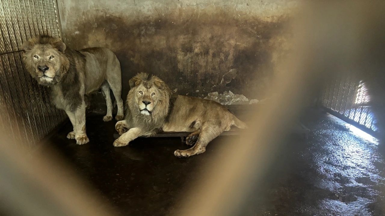 阜陽野生動物園內大量老虎獅子非正常死亡存活動物陷生存危機