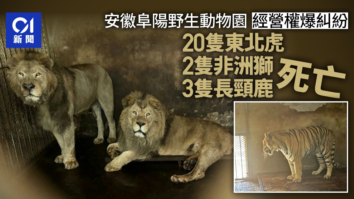 阜陽野生動物園內大量老虎獅子非正常死亡存活動物陷生存危機