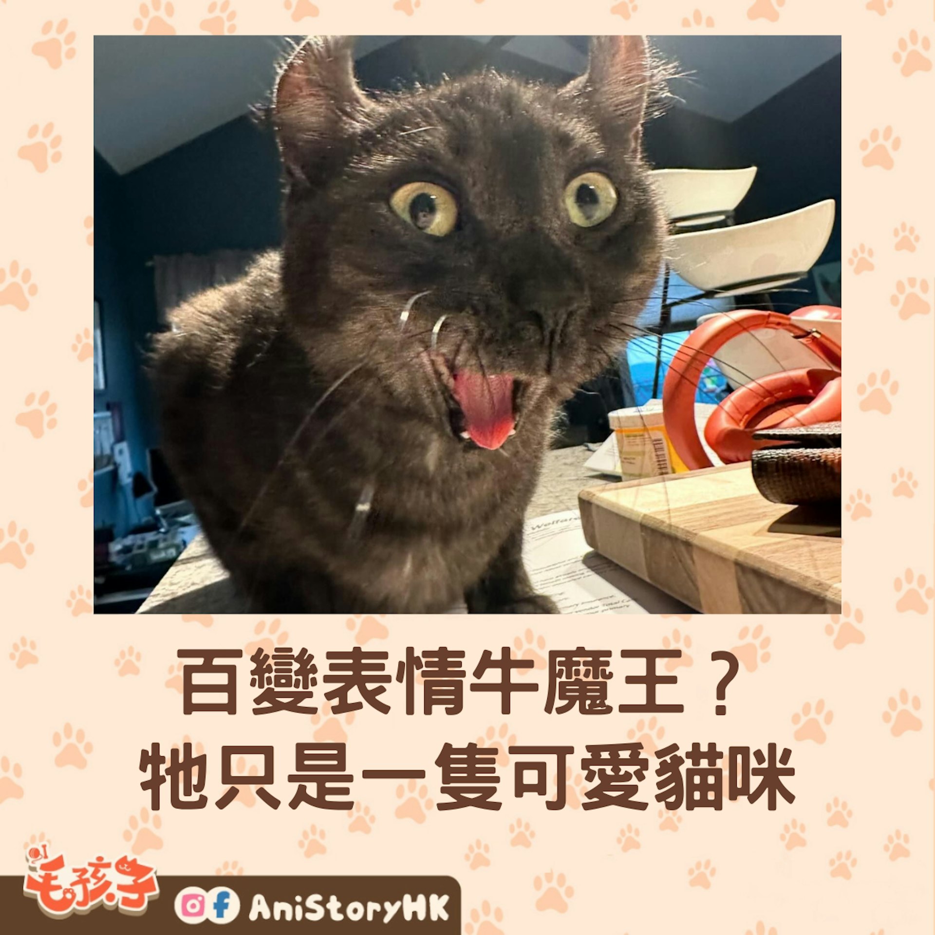 這貓咪天生有牛角,還擁17萬粉絲,靠的就是多變表情包?(instagram@meevin_official) 這貓咪天生有牛角,還擁17萬粉絲,靠的就是多變表情包?(instagram@meevin_official)