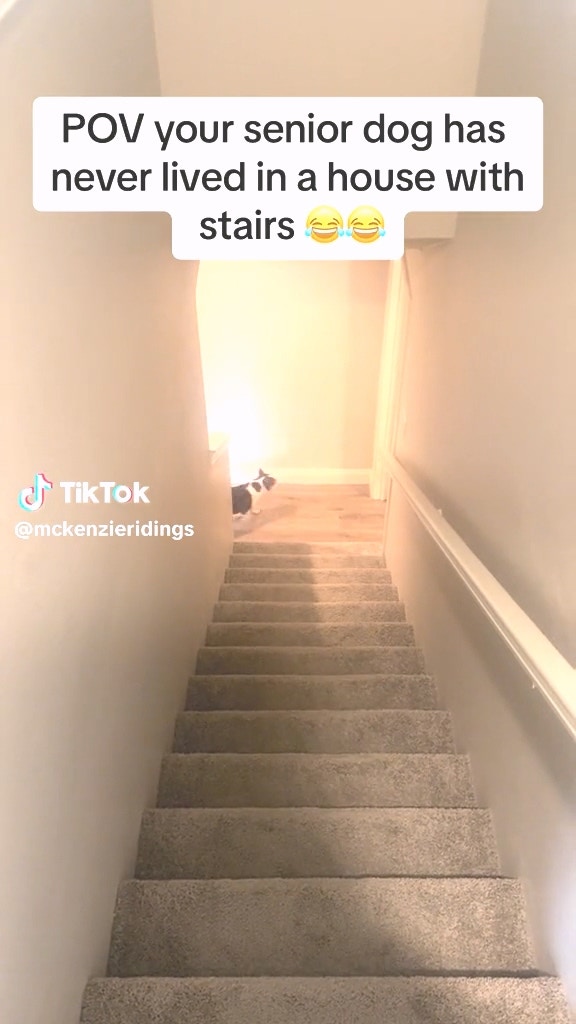 聽到主人呼喚，但找不到主人。（tiktok@mckenzieridings）