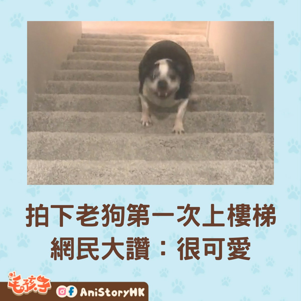 搬新家後，11歲老狗第1次踏上樓梯找主人。拍下珍貴畫面獲網民大讚：可愛！（tiktok@mckenzieridings）